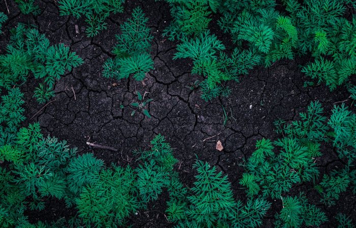 Aerial view of vibrant green plants growing in cracked, dry soil with rich textures.